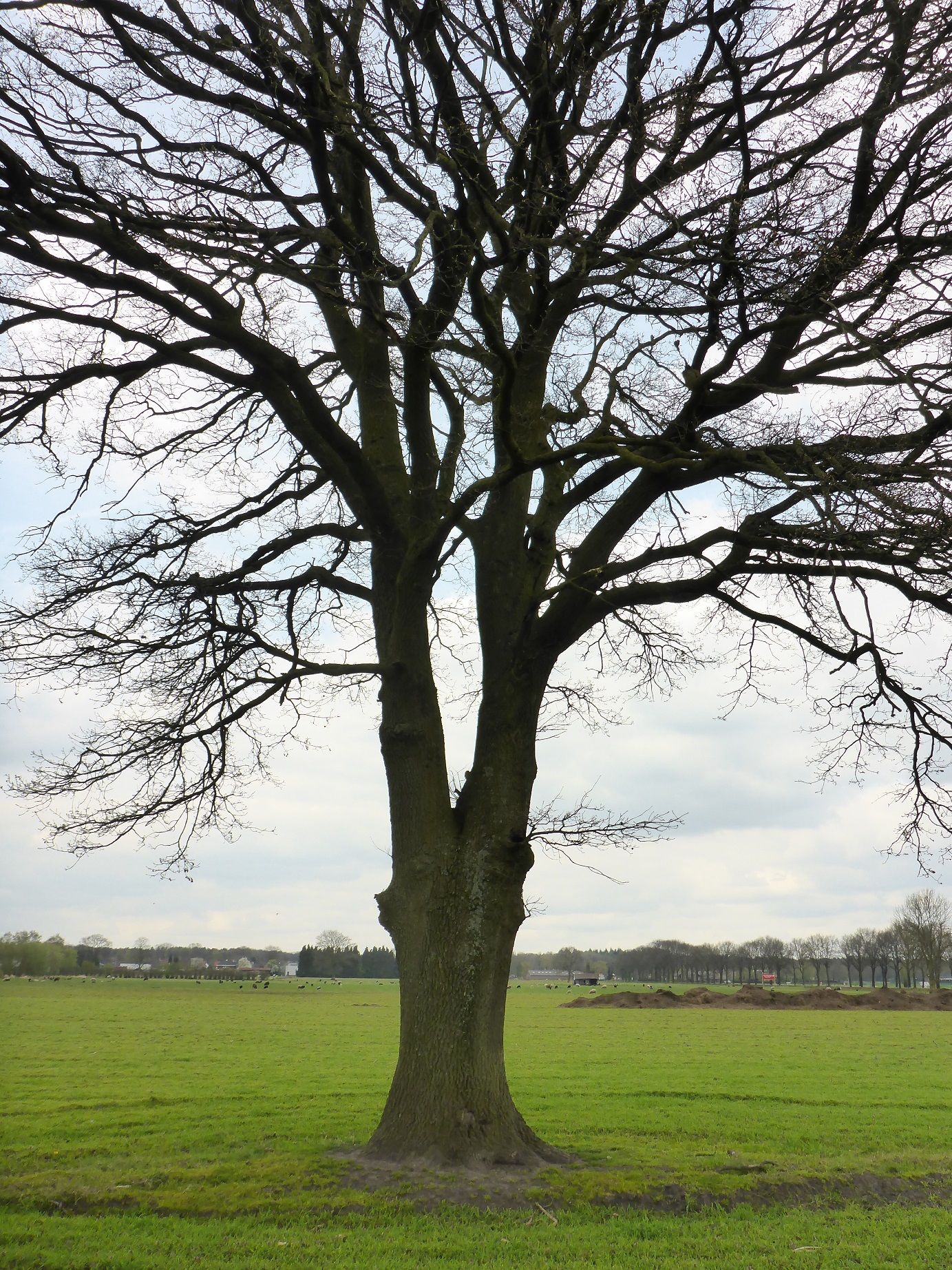 Quercus robur