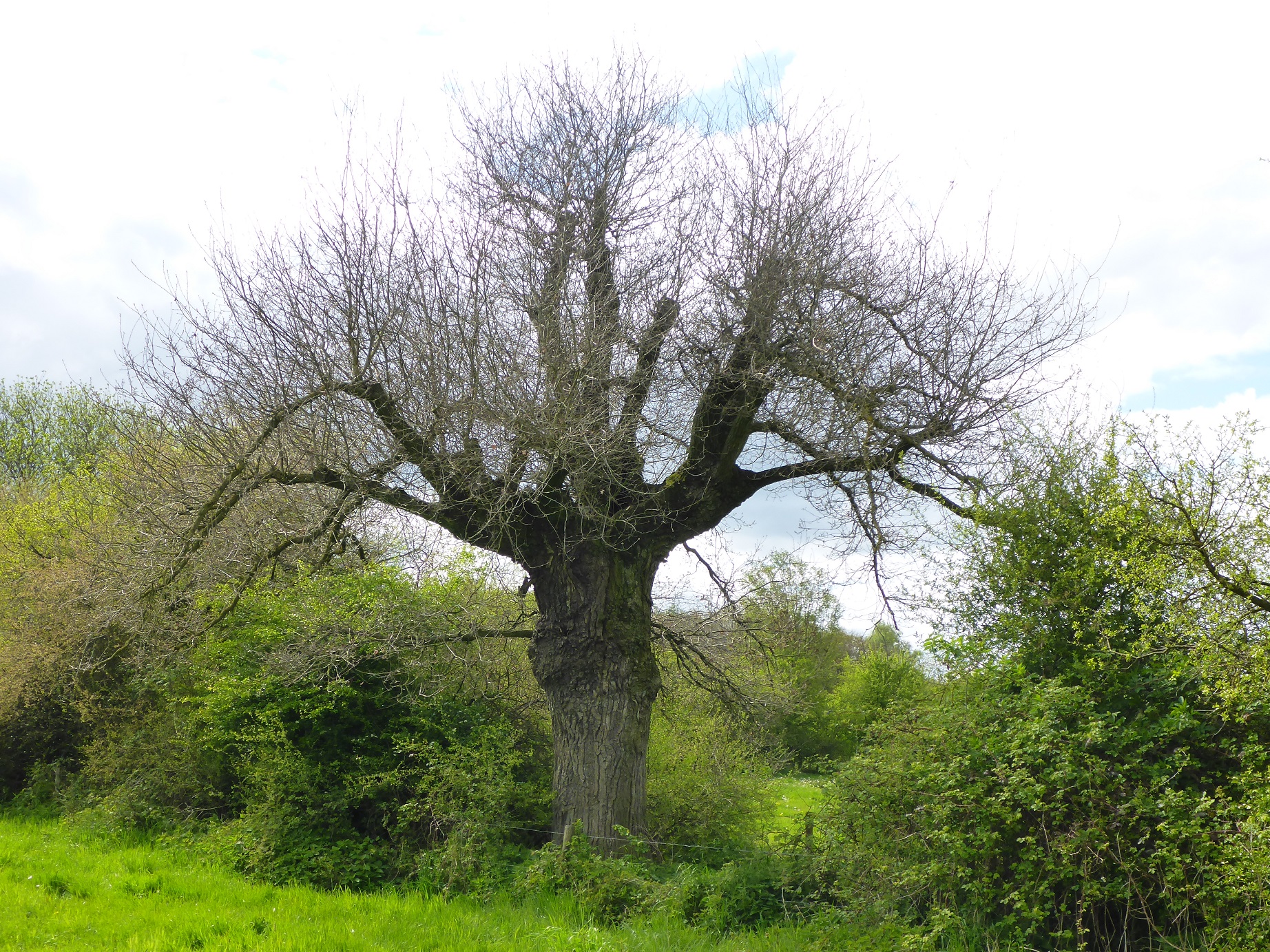Quercus robur