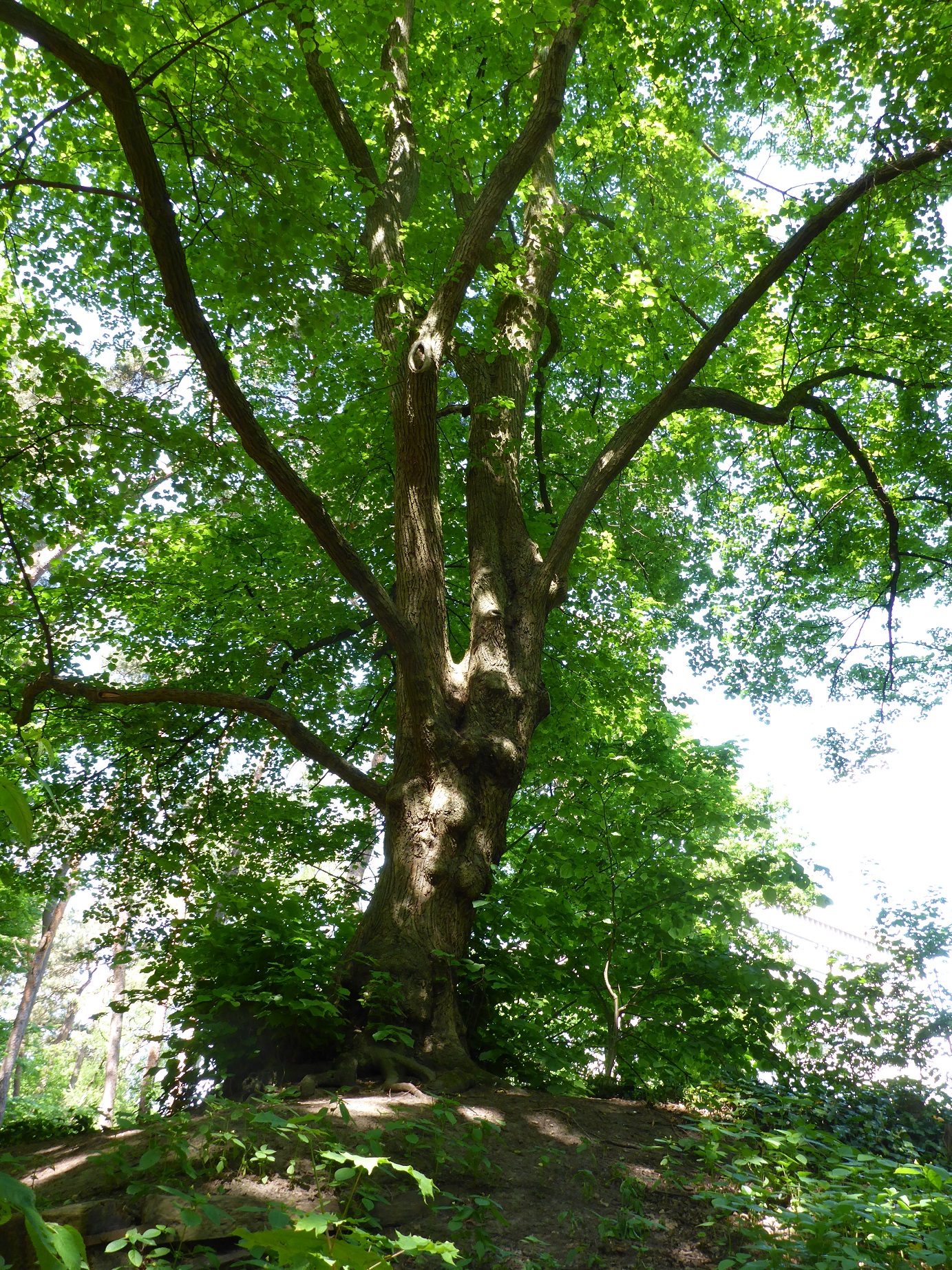 Tilia x europaea