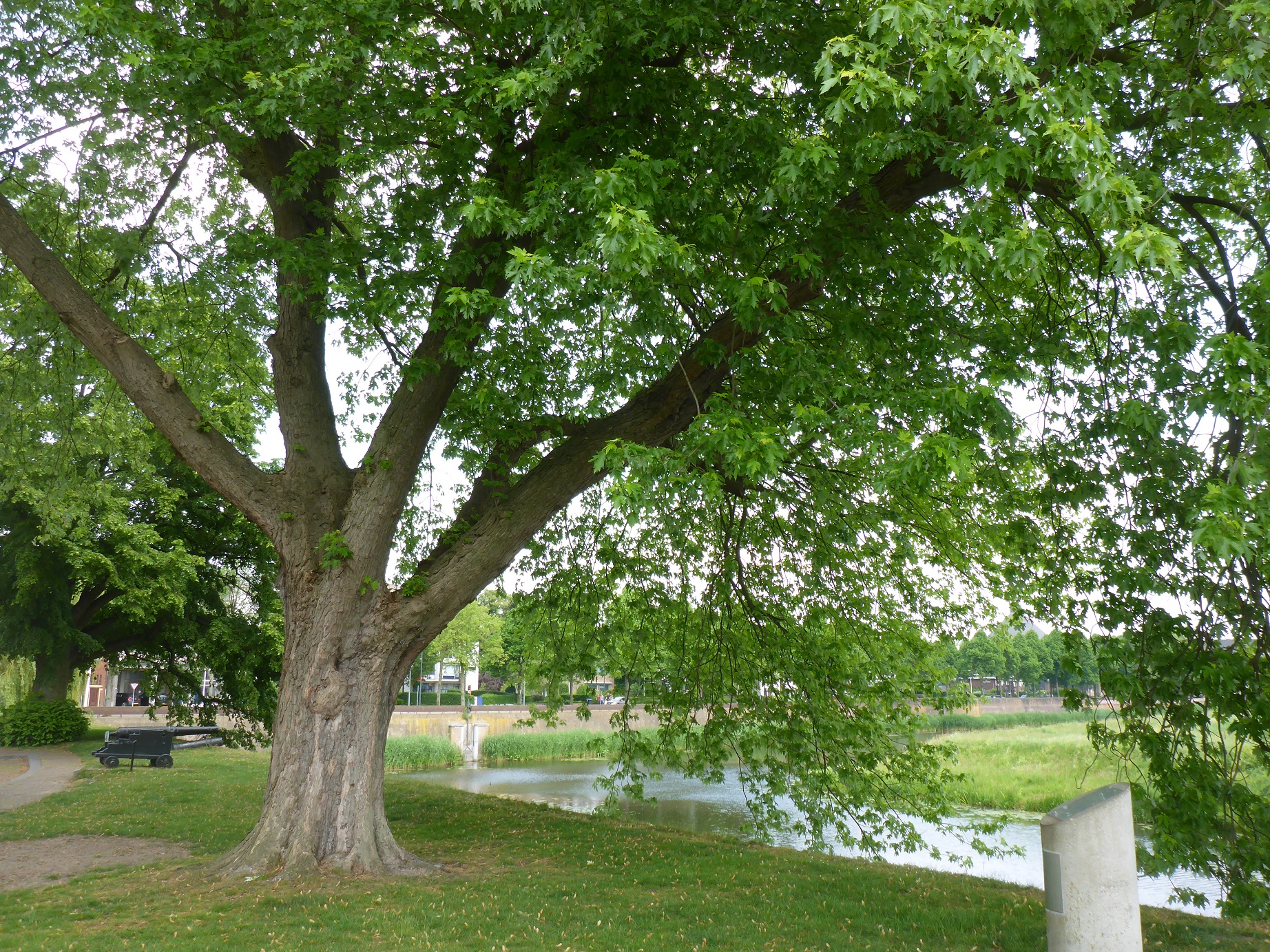 Acer saccharinum