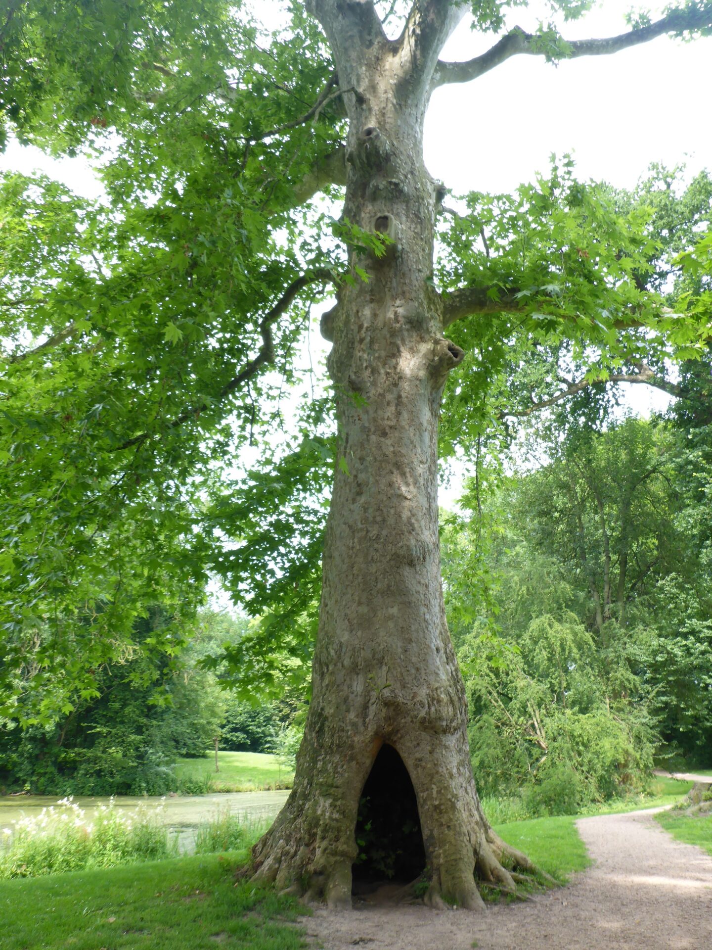 Platanus x hispanica