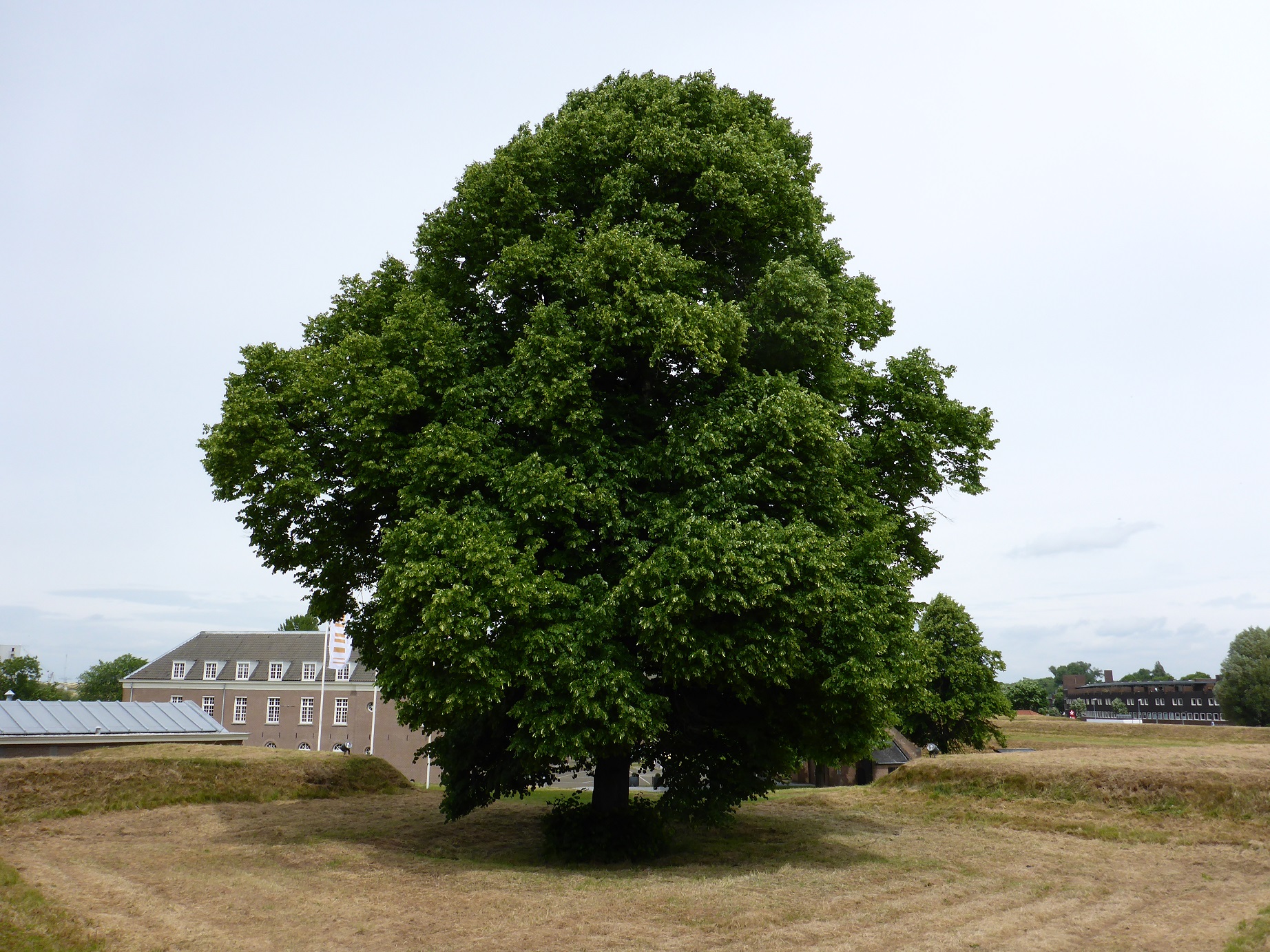 Tilia x europaea