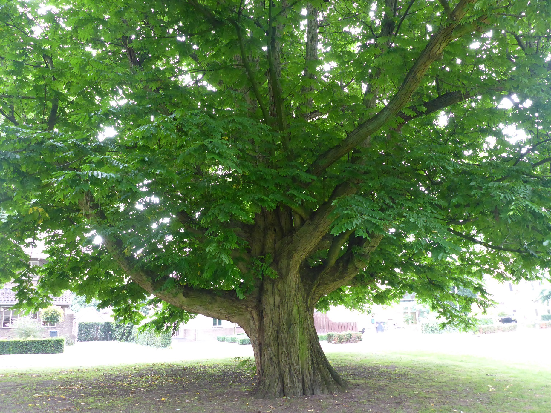 Pterocarya fraxinifolia
