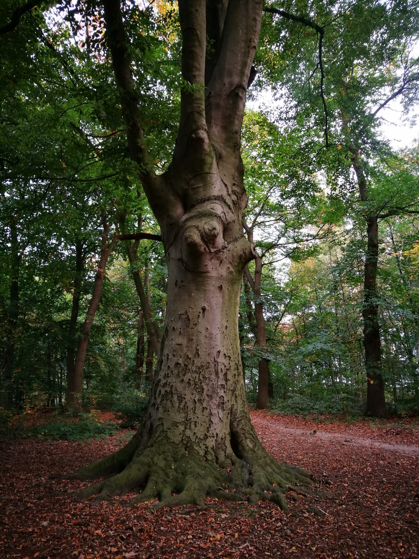 Fagus sylvatica