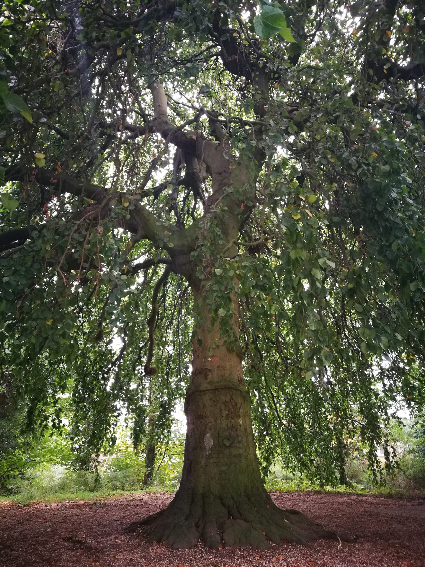 Fagus sylvatica ‘Pendula’