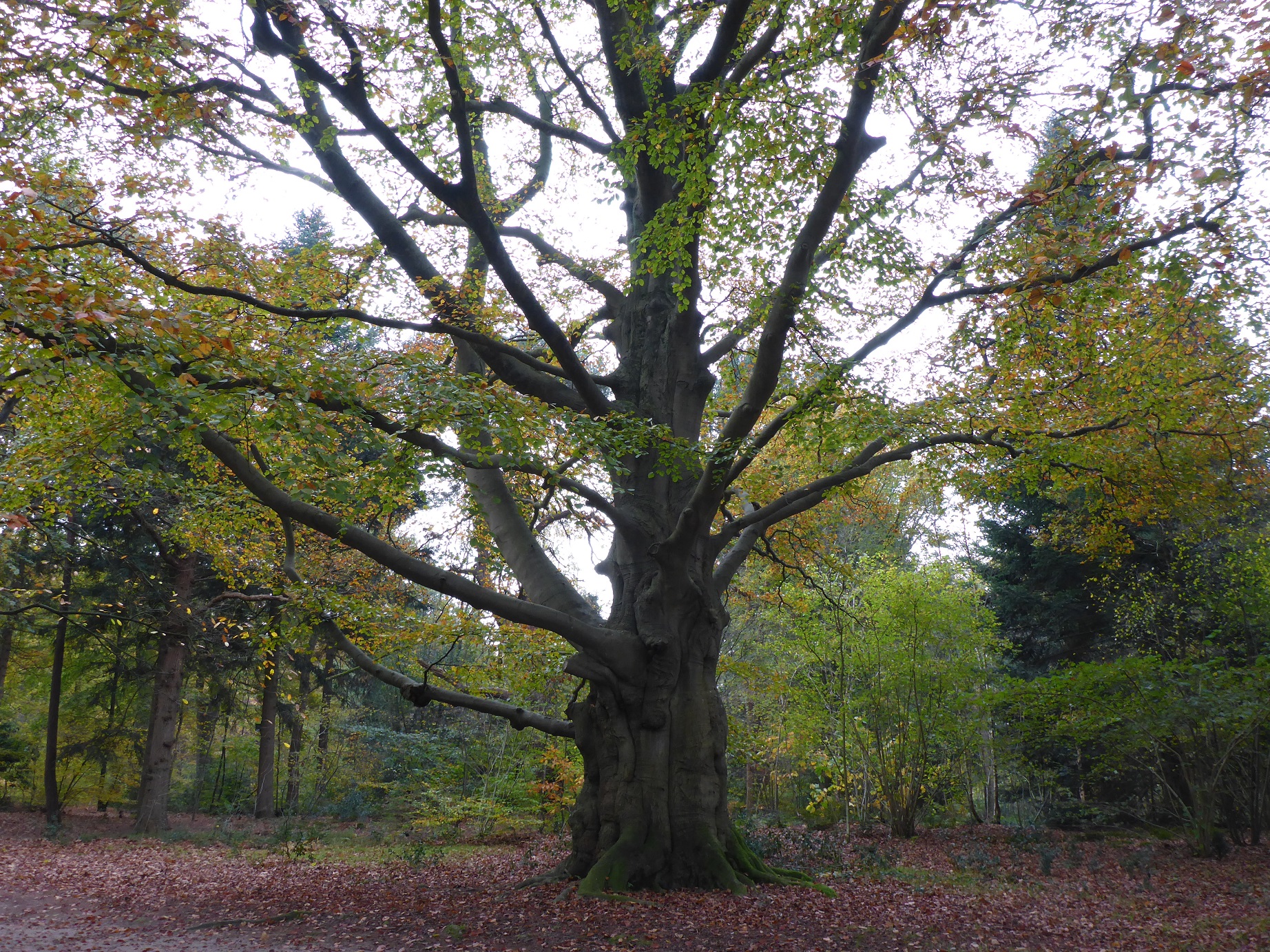 Fagus sylvatica