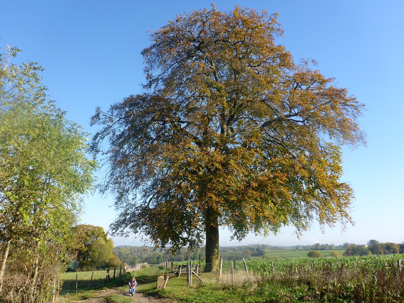 Fagus sylvatica ‘Atropunicea’
