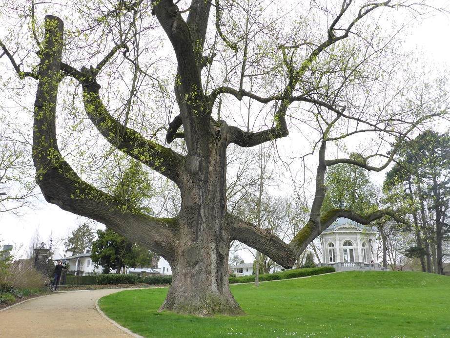 Liriodendron tulipifera