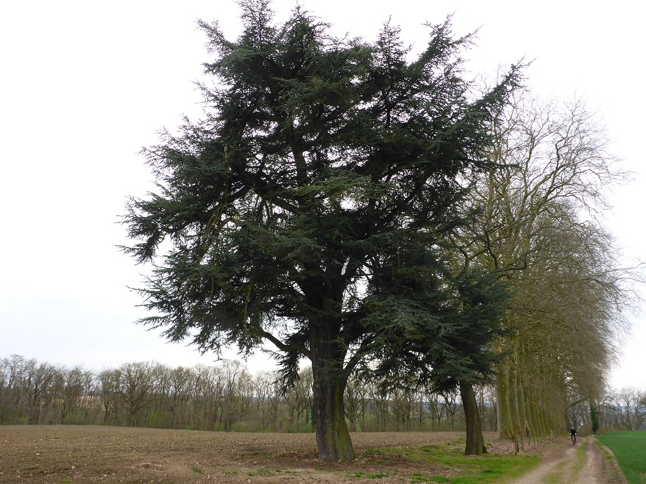 Cedrus libani