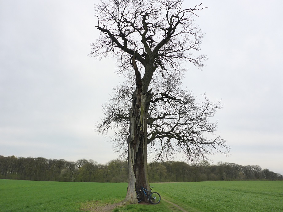 Quercus robur