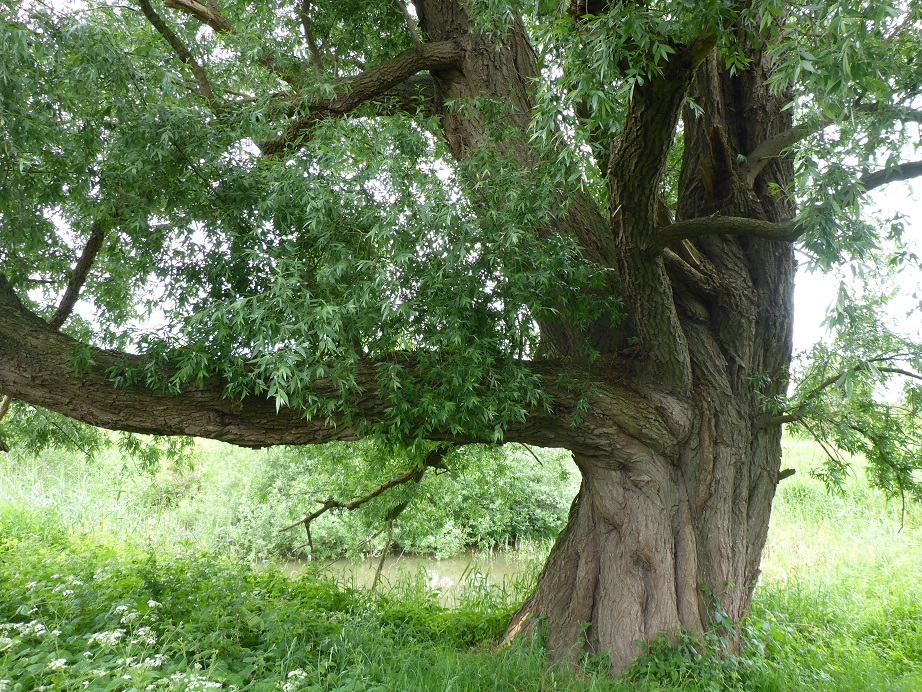 Salix alba