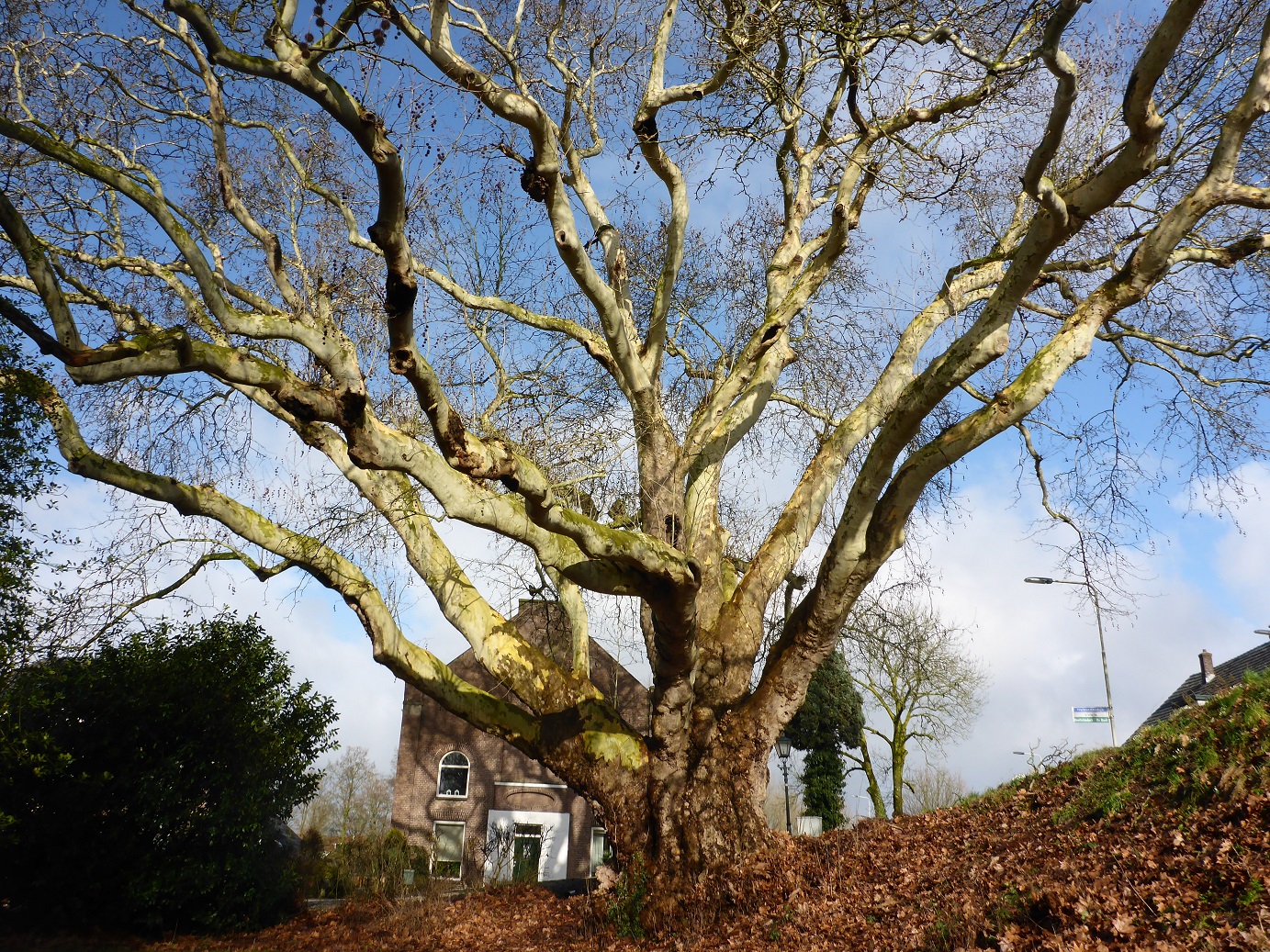 Platanus orientalis