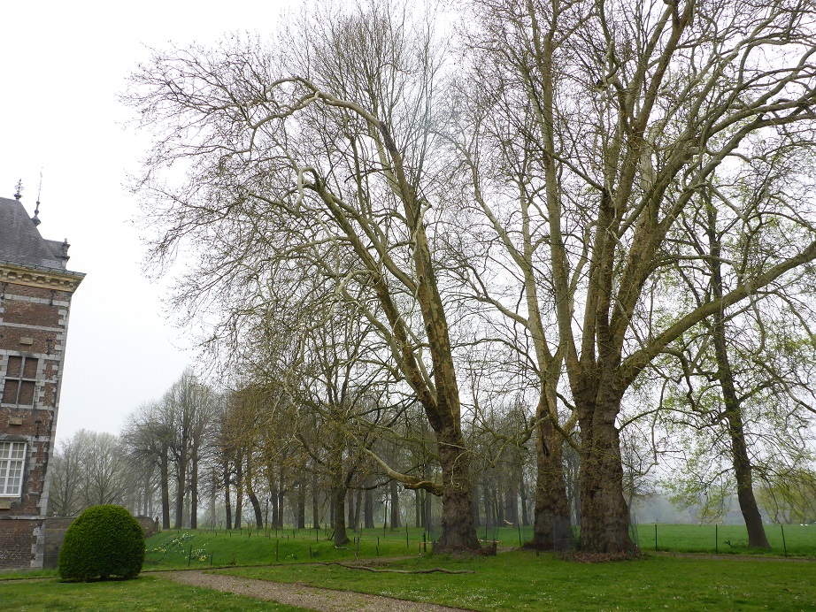 Platanus x hispanica