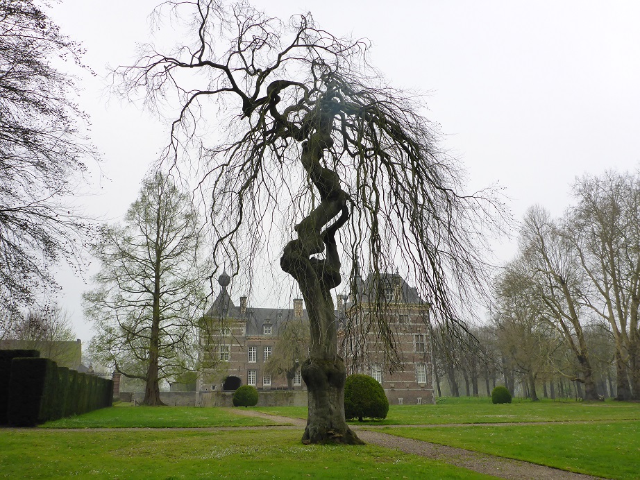 Fagus sylvatica ‘Pendula’