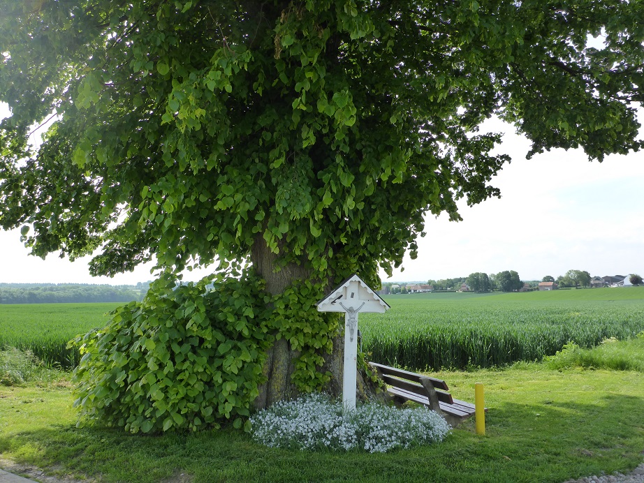 Tilia x europaea