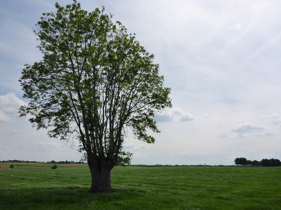 Fraxinus excelsior