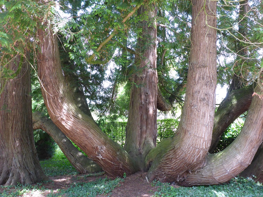 Thuja plicata