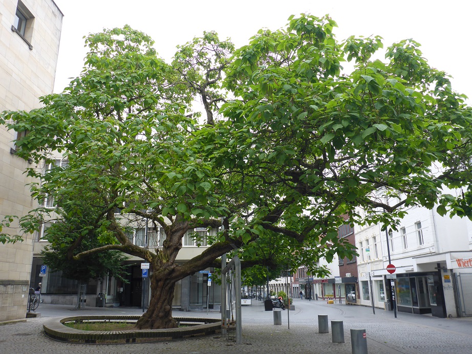Catalpa bignonioides