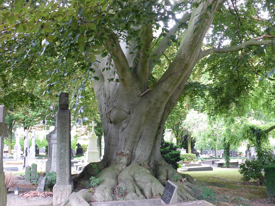 Fagus sylvatica ‘Atropunicea’