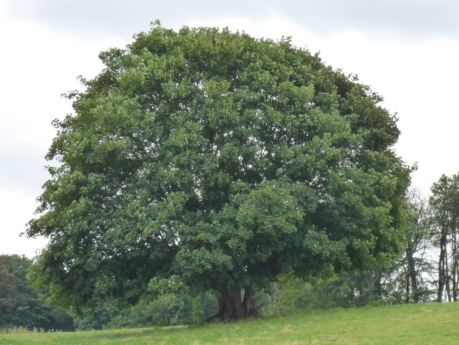 Acer pseudoplatanus