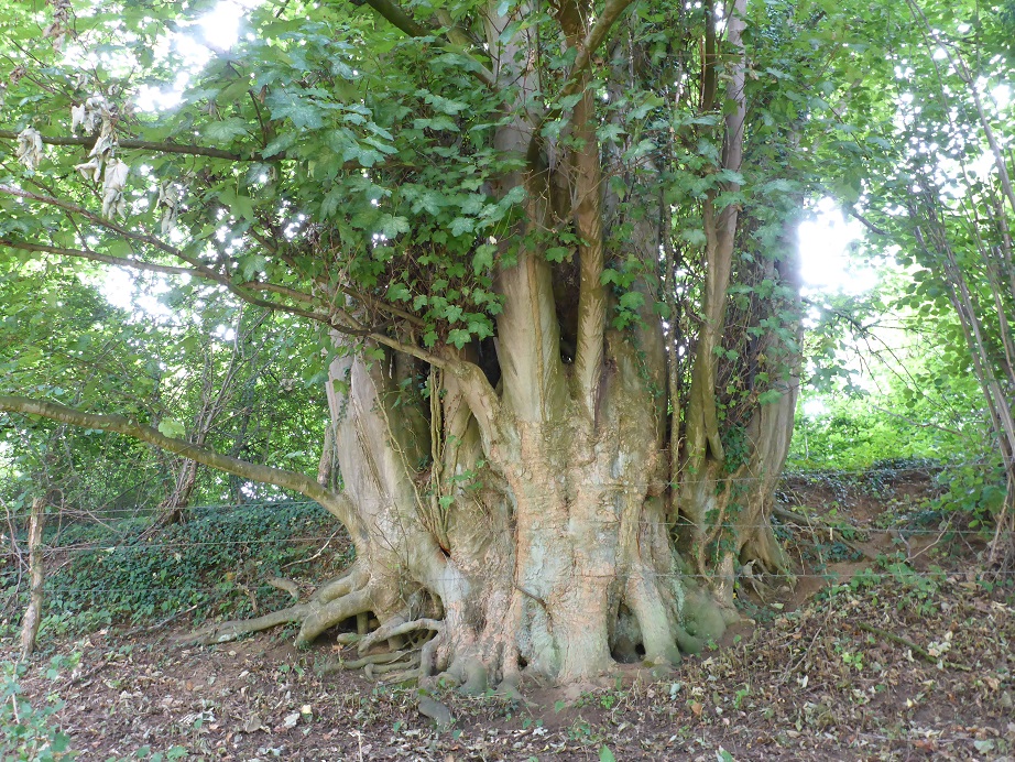Acer pseudoplatanus