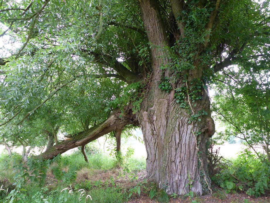Salix alba