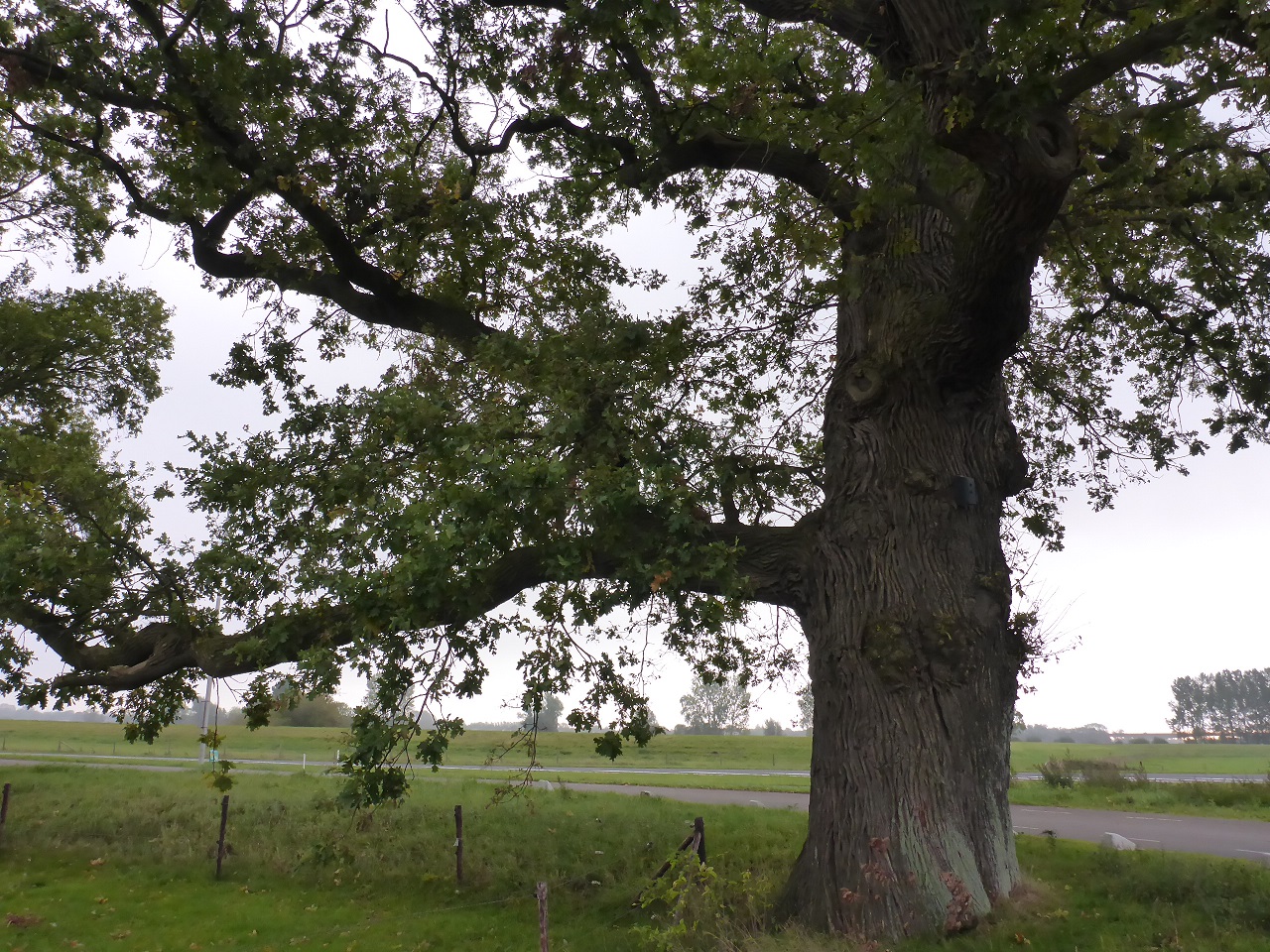 Quercus robur