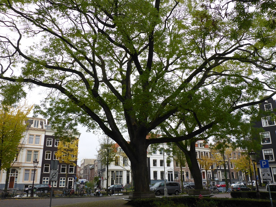 Styphnolobium japonicum