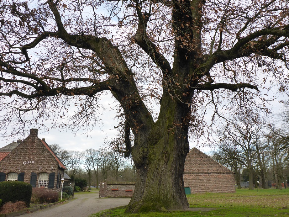Castanea sativa