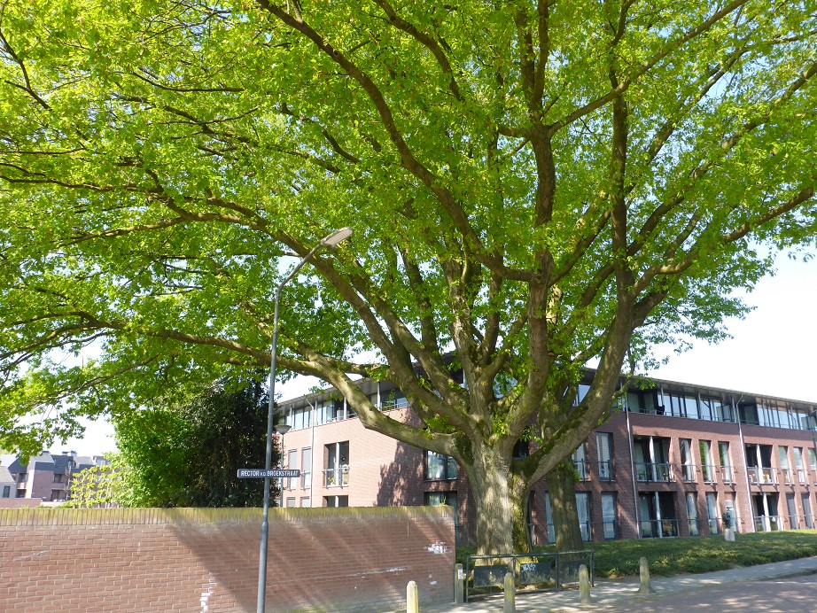 Quercus rubra