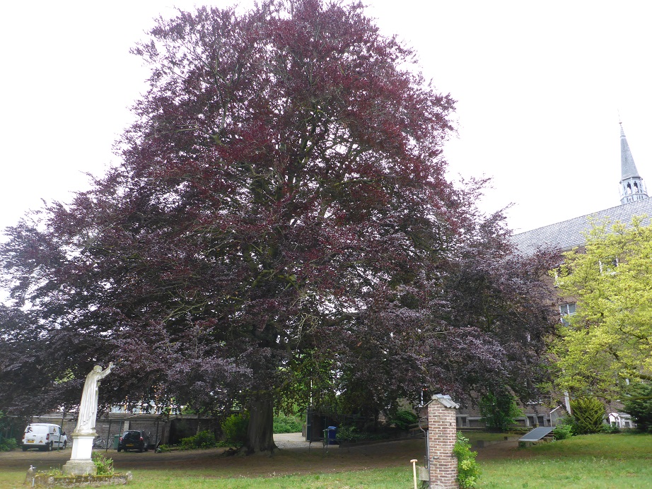 Fagus sylvatica ‘Atropunicea’