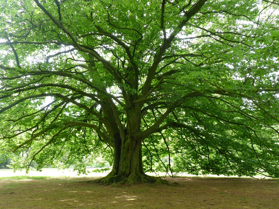 Fagus orientalis